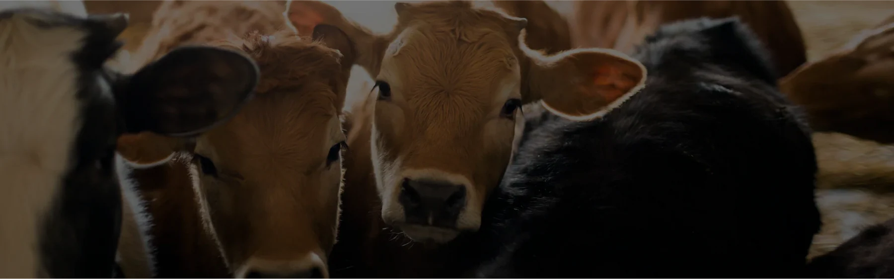 Alessia no animal products